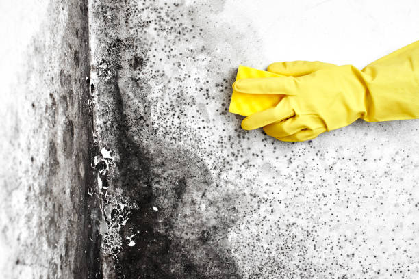 Best Water Damage Restoration  in Moville, IA