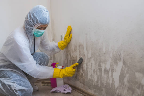 Best Mold Inspection  in Moville, IA