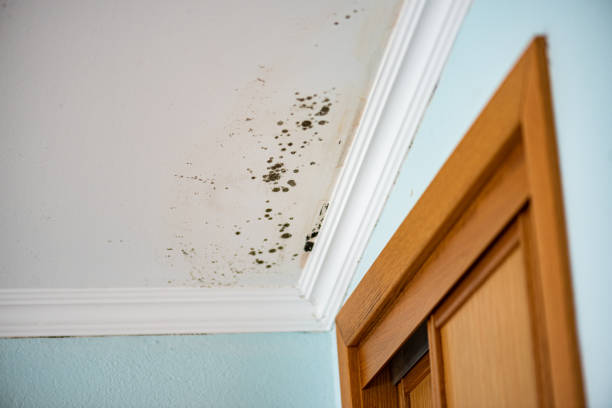 Crawl Space Mold Removal in Moville, IA