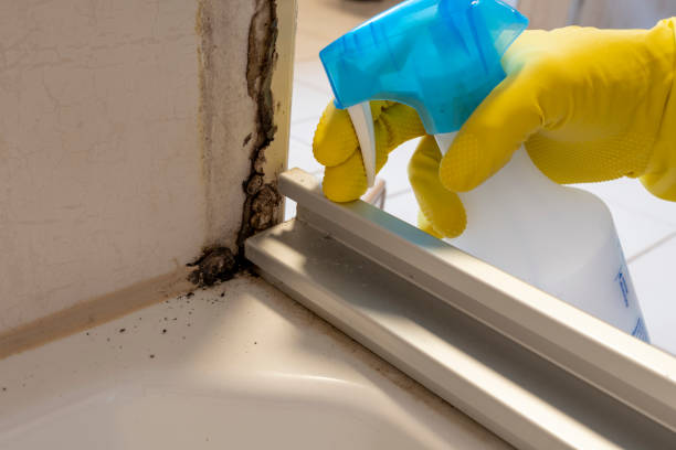 Best Toxic Mold Removal  in Moville, IA
