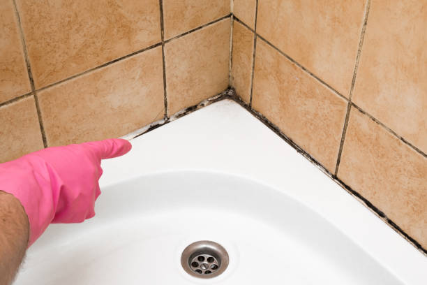 Best Office Mold Removal Services  in Moville, IA